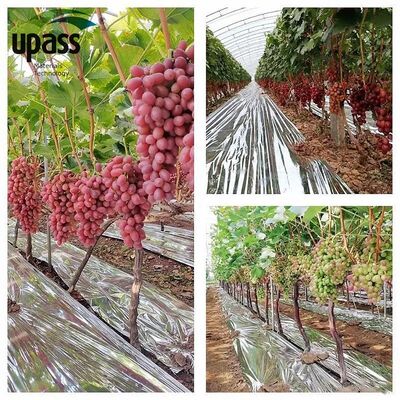 Foil d'aluminium d'argent PE Ruloir de film agricole réfléchissant Mylar jardin d'arbres fruitiers cerises Produit en plastique recouvrant le sol